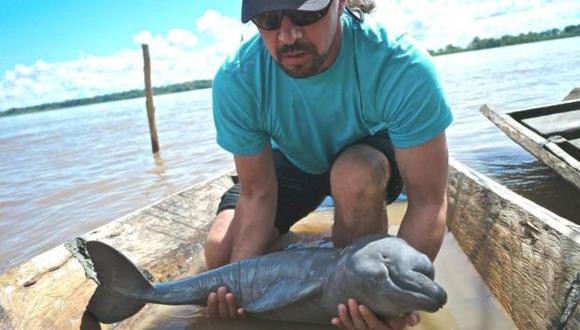 Cuando nacen, los delfines rosados son de color gris oscuro. Fernando Trujillo lleva décadas luchando en la Amazonía para que el delfín rosado no sea usado como carnada por pescadores comerciales. Foto: Fundación Omacha