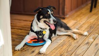Mascotas: ¿Cómo se entrena a un perro de asistencia?