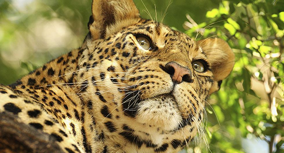 Se escapa el leopardo que mutiló a tres personas en una escuela en India. (Foto: Getty Images)