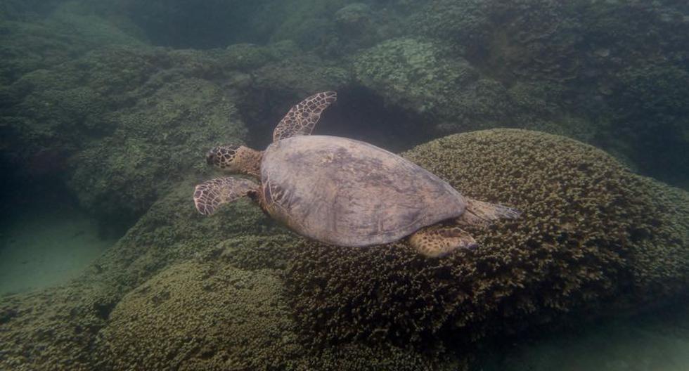 Tortuga nada por arrecifes de coral. (Foto: EFE)