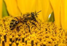 Esto podría pasar en el mundo si se extinguen las abejas