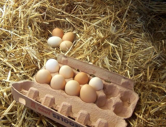 Lo que no sabías de los huevos de gallina - 1