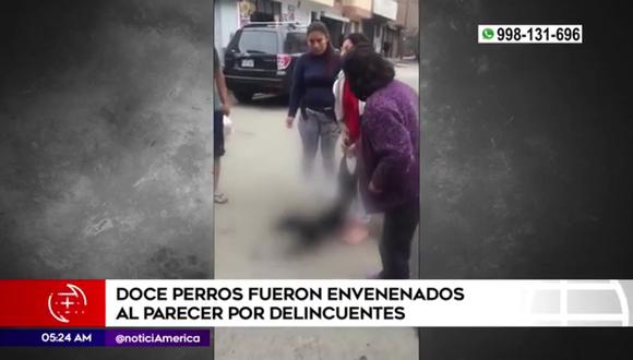 Envenenan a perros en Cercado de Lima. (Foto: América Noticias)