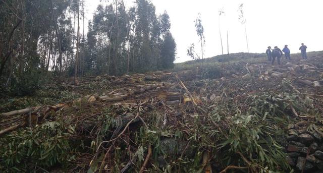 Puno: talan ilegalmente 300 eucaliptos en bosque de Yunguyo - 6
