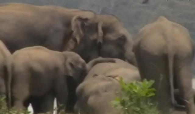 Elefantes dan el último adiós al líder de su manada y conmueven las redes. (YouTube)