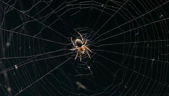 Las arañas prefieren evitar a los humanos; somos mucho más peligrosos para ellas, que ellas para nosotros. (Foto: Archivo)