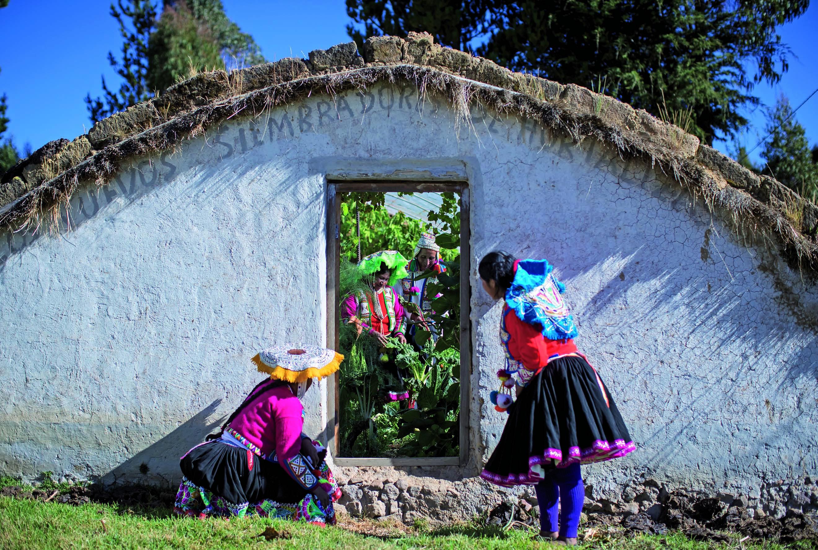 En Lauramarca (Cusco), Jesus Condori y Guadalupe Quispe han cultivado frutas y hortalizas a 4.200 metros sobre el nivel del mar gracias a un biohuerto con fitotaldo, que ha mejorado su calidad de vida. (Foto: Enrique Castro Mendívil)