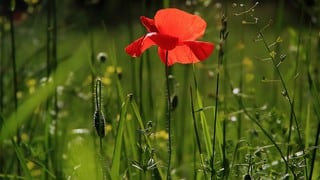 Registran la flor más grande del mundo: así luce este espécimen único