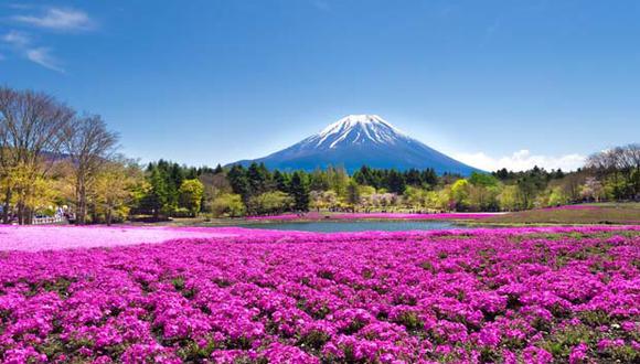 Flores rosas, lilas y violetas cubren un terreno de 2,4 hectáreas, teniendo al Monte Fuji como el marco perfecto. (Foto: Shutterstock)