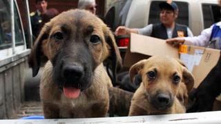 Promulgan ley que envía a la cárcel a maltratadores de animales