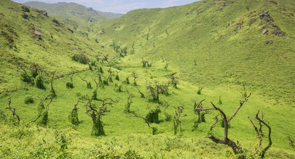 Las lomas de Lachay en Lima