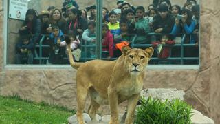 Día Mundial del León: felinos fueron homenajeados en Parque de las Leyendas