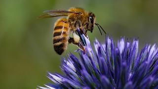 Las abejas son más resistentes al cambio climático que los abejorros, según un estudio