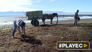 El pelillo, “oro verde” de Chile amenazado por sobreexplotación