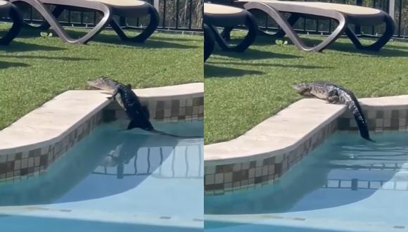 Un cocodrilo irrumpió en la piscina de una mujer en Florida. | Composición: Youtube