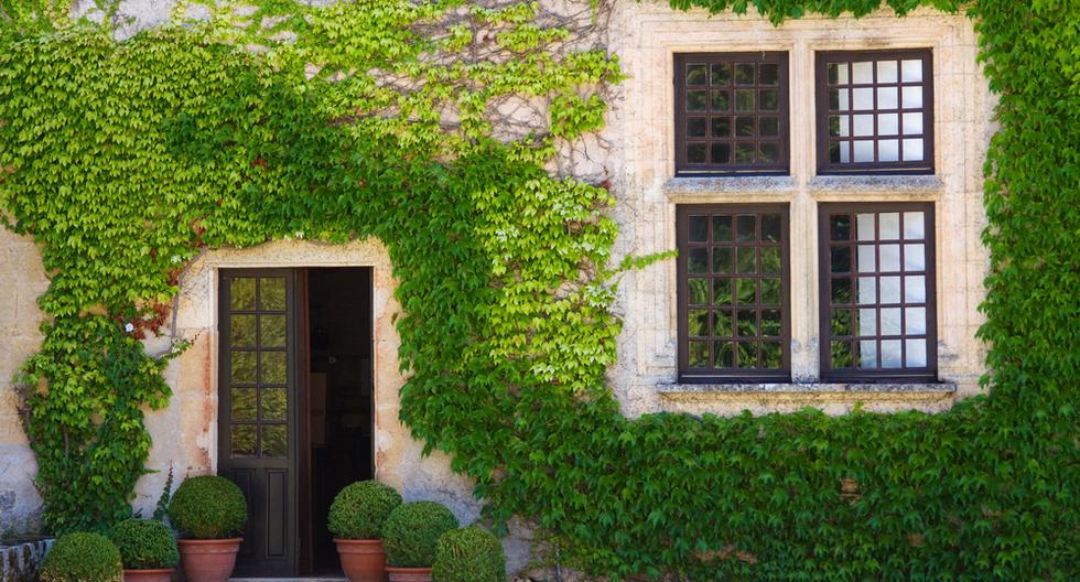 Cubre los muros de tu casa con plantas trepadoras | CASA-Y-MAS | EL  COMERCIO PERÚ