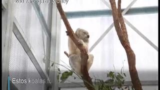 Koalas salvados de voraces incendios vuelven a la vida silvestre