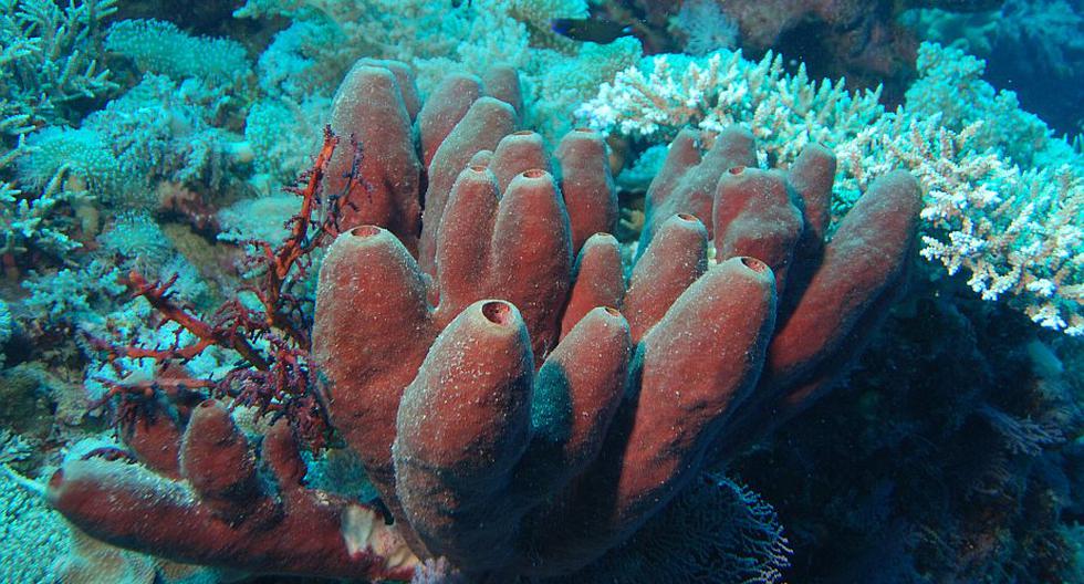 Las esponjas marinas retienen cerca de 48 millones de toneladas de silicio al año en los océanos, lo cual contribuye a paliar el efecto invernadero y el calentamiento global en la atmósfera. (Foto: Albert Kok/Wikimedia)
