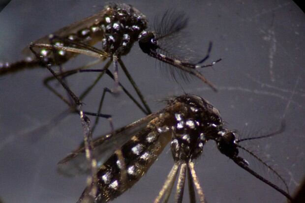 El dengue es transmitido por el mosquito Aedes aegypti (Foto: AFP)