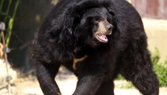 Japón: Empleada de un parque safari muere atacada por un oso