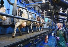 Ciencia: ¿cuántas vacas llegan a matadero en estado de gestación?
