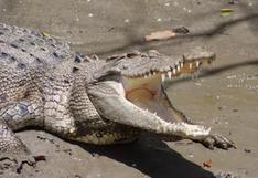 USA: capturan a cocodrilo que mató a un niño de 2 años en Disney