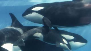 YouTube: SeaWorld compartió nacimiento de una ballena asesina