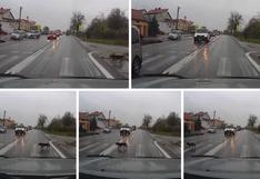YouTube: Perro respeta el cambio de luz del semáforo para cruzar calle y se vuelve viral | VIDEO | FOTOS