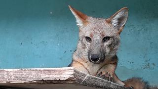 Run Run y las historias de otros animales en zoológicos del Perú que provienen del tráfico ilegal