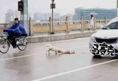 China: perro se niega a dejar a su amigo muerto y conmueve la red