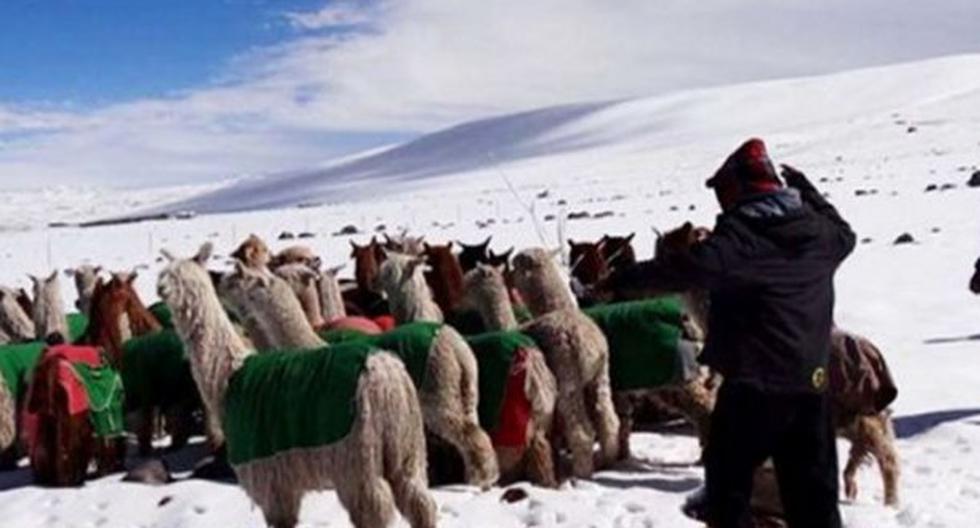 La especialista dijo que en la región Puno la helada sigue intensa por las mismas condiciones secas que se registran, es decir por ausencia de vapor de agua. (Foto: Andina)--