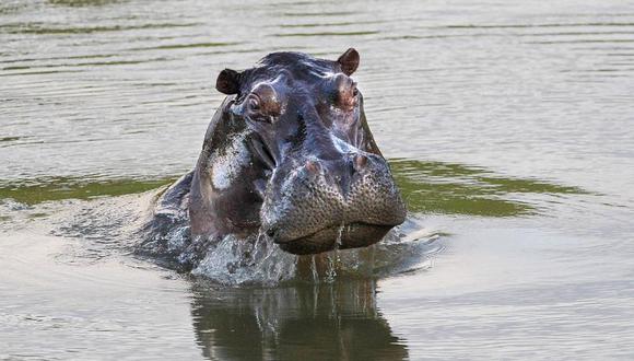 Los hipopótamos fueron introducidos en Colombia hace más de 40 años y ahora son considerados una amenaza para especies nativas como el manatí, así como para los ecosistemas estratégicos del país. (Foto: "El Tiempo", de Colombia / GDA)