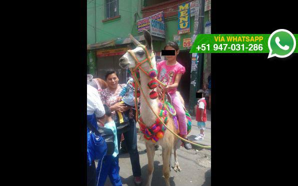 La Victoria: llamas siguen siendo explotadas en Gamarra - 2