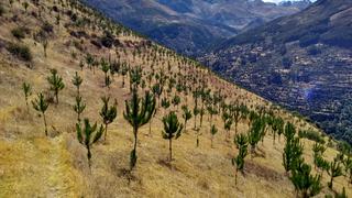 Apurímac: se espera terminar el año con 27 millones de árboles plantados