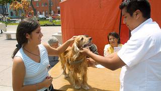 WUF lanzó plataforma para facilitar adopción de perros en Perú