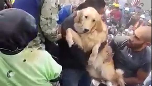 Un perro fue rescatado tras el terremoto en México. (Foto: Twitter)