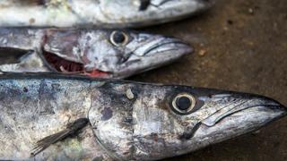 La cuota del jurel desata discusión entre empresarios pesqueros y Produce