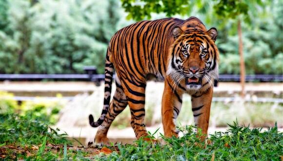 Se viralizó en YouTube el instante en que un tigre escapa de su jaula durante un show circense. (Foto: Referencial/Pixabay)