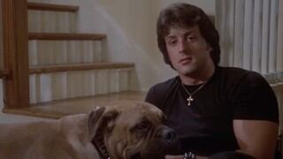 Sylvester Stallone: la historia de Butkus, el perro bullmastiff del actor