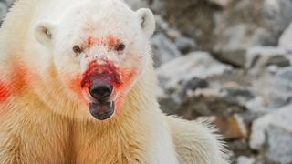 Noruega: un oso polar atacó a una mujer francesa mientras descansaba en un campamento en el Ártico