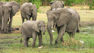 Mamá elefante es captada despertando tiernamente a su bebé y se vuelve viral en las redes