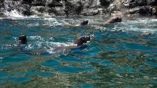 Una guía para nadar con lobos marinos en el Callao | FOTOS