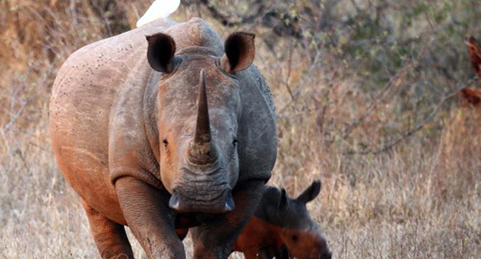 Investigadores nipones y alemanes han unido fuerzas para tratar de salvar al casi extinto rinoceronte blanco del norte. Aquí los detalles. (Foto: Getty Images)