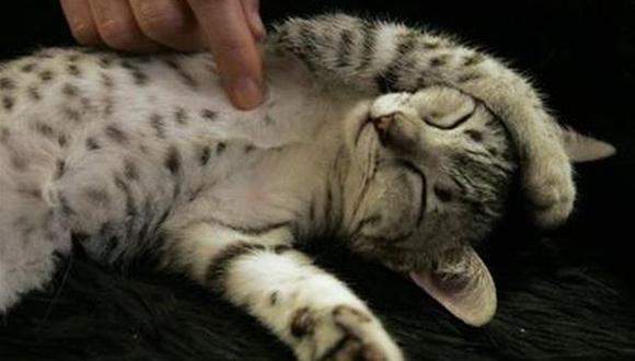 Facebook: estas 10 señales indican que tu gato es feliz contigo