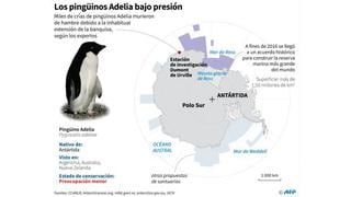 Pingüinos mueren de hambre en Antártida [INFOGRAFÍA]