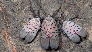 Ocho condados de Nueva Jersey en cuarentena por presencia de la mosca linterna con manchas