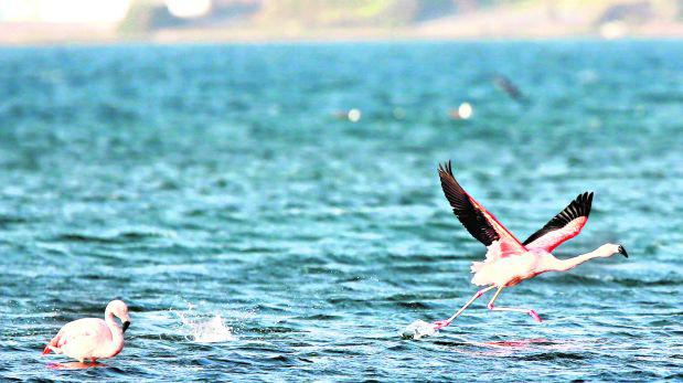 Los flamencos colorean las playas de Paracas - 3