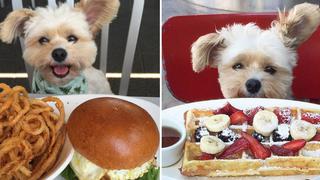 Conoce a Popeye, el perro 'gourmet' de Instagram [FOTOS]