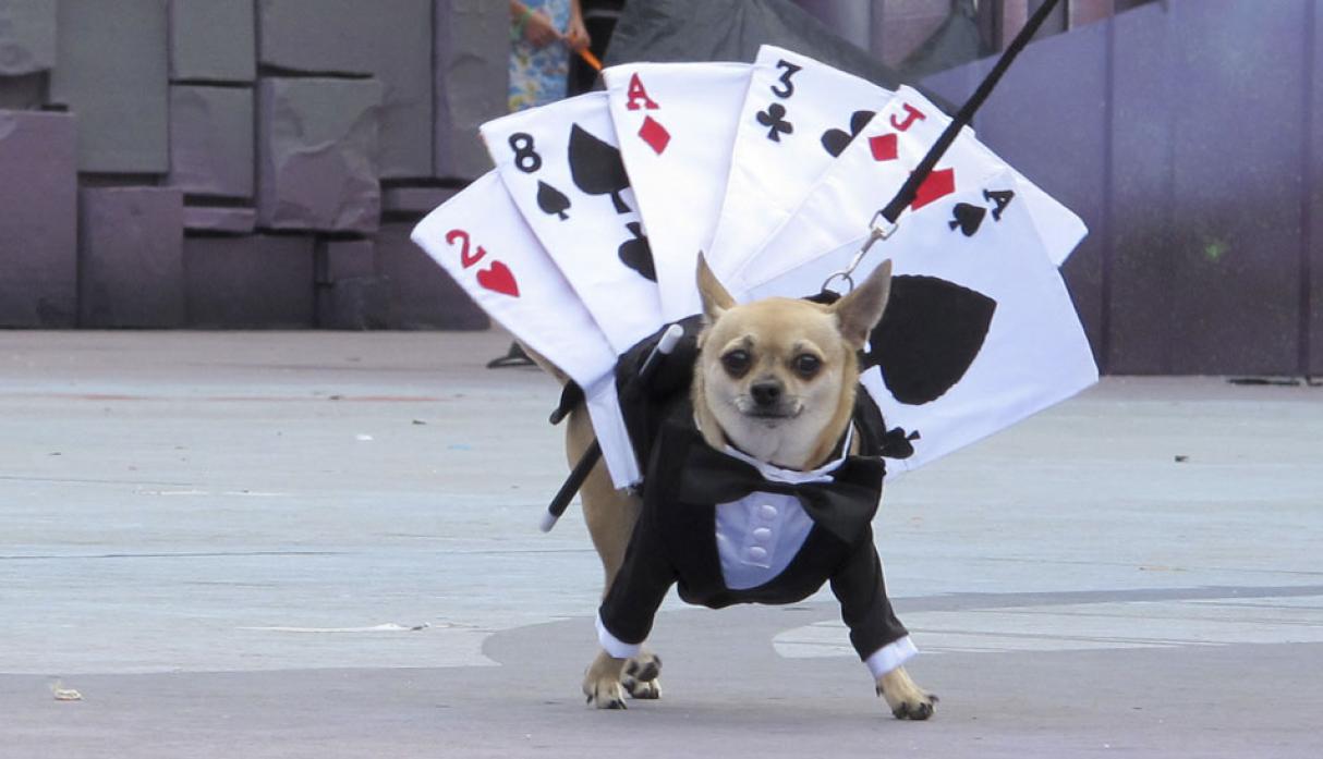 Canino elegante. Date un tiempo y une unas cartas con un terno. Parece difícil, pero con paciencia lo lograrás. (Foto: El coleccionista de instantes fotografía y video / Flickr)