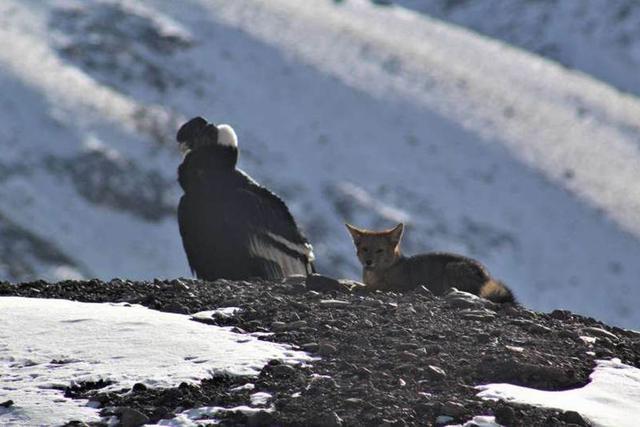 Para las humanidad, ha sido imposible registrar este momento pues se creía que las especies eran enemigas.| Foto: Parque Provincial Aconcagua